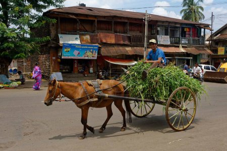Téléchargez les photos : Chariot à cheval transportant de l'herbe, kolhapur, Maharashtra, Inde, Asie - en image libre de droit