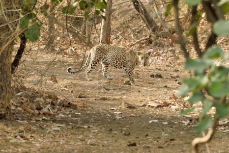 Téléchargez les photos : Tigre, parc national de Gir, Gujarat, Inde, Asie - en image libre de droit