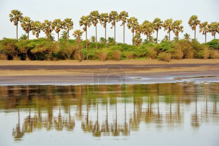 Foto de Palmeras, Playa del Bhagal, Valsad, Gujarat, India, Asia - Imagen libre de derechos