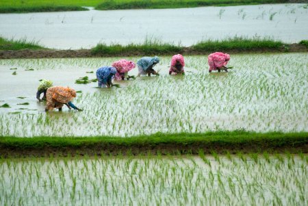 Foto de Campesinos en campo de arroz durante el día del monzón cerca de Palakkad; Kerala; India - Imagen libre de derechos