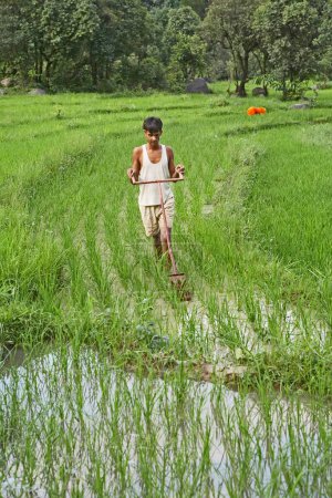 Foto de Jóvenes rurales usando implemento de deshierbe en el campo de arroz socio, iniciativa económica de la ONG Chinmaya Organización de Desarrollo Rural CORD, Sidhbari, Himachal Pradesh, India - Imagen libre de derechos