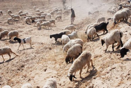 Téléchargez les photos : Moutons pratiquant le pâturage ; Ladnun ; Rajasthan ; Inde - en image libre de droit