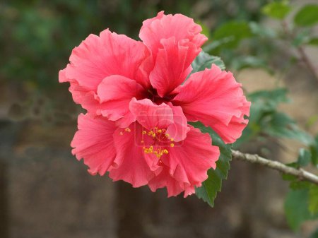 Téléchargez les photos : Hibiscus fleur de couleur rouge, Malshej Ghat, station de flamants roses, Bombay Mumbai, Maharashtra, Inde - en image libre de droit
