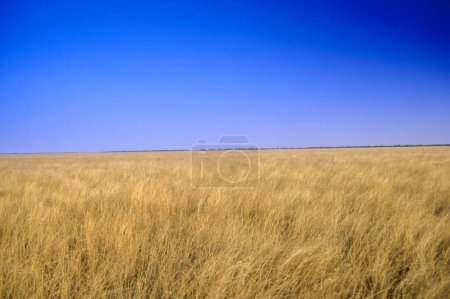 Téléchargez les photos : Champ de blé prêt pour la récolte - en image libre de droit