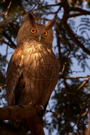 Dusky Eagle Owl Bubo coromandus with bright shining eyes perched on a tree in Ranthambhore national park, India