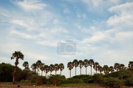 Foto de Palmeras, Playa del Bhagal, Valsad, Gujarat, India, Asia - Imagen libre de derechos