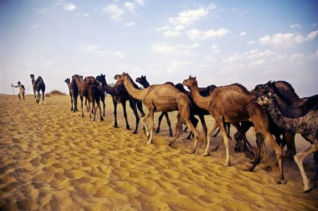 Foto de Comerciante de camellos lleva camellos a través de dunas de arena a anual; Feria de ganado Pushkar; Pushkar; Rajastán; India - Imagen libre de derechos