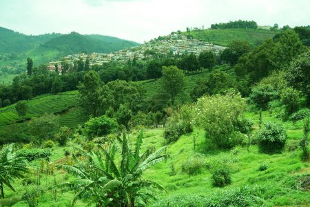 Foto de Plantación de té, Coonoor, Nilgiris, Tamil Nadu, India - Imagen libre de derechos