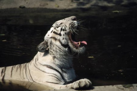 Foto de Tigre Blanco Panthera Tigris bostezando, India - Imagen libre de derechos