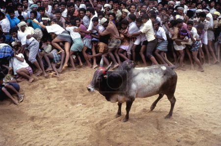 Téléchargez les photos : Jallikattu taureau apprivoisé à Alanganallur près de Madurai, Tamil Nadu, Inde - en image libre de droit