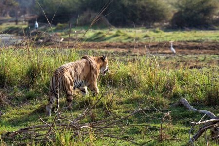 Tigre de Bengala Real, Santuario de Vida Silvestre Tadoba, Maharashtra, India, Asia