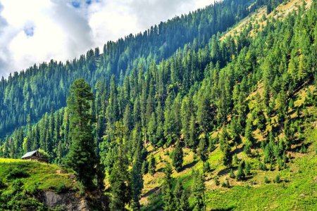 Foto de Pinos, Valle de Gurez, Bandipora, Cachemira, India, Asia - Imagen libre de derechos
