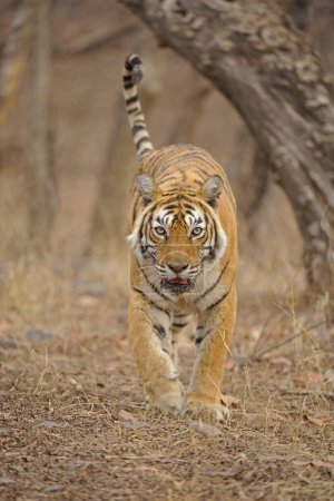 Téléchargez les photos : Tigre du Bengale, parc national de Ranthambhore, rajasthan, Inde, Asie - en image libre de droit