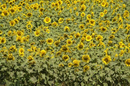 Photo for Sunflower field at Amboli ; Sindhudurgh ; Maharashtra ; India - Royalty Free Image
