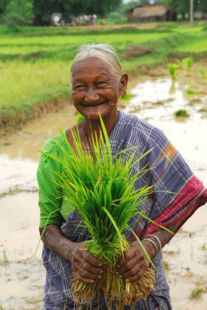 Photo for Ho tribes woman holding rice crop, Chakradharpur, Jharkhand, India - Royalty Free Image
