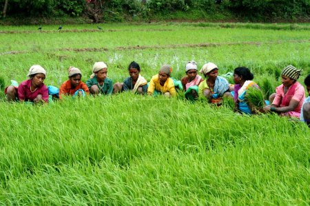 Foto de Campesinos trabajando en los campos de arroz en Goa; India - Imagen libre de derechos