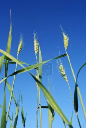 Wheat Field with blue sky on background