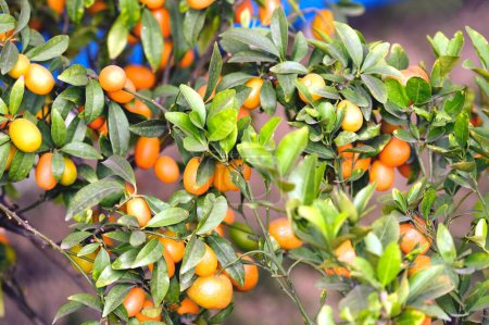 Photo for Fruits, limes and oranges hanging on branch, West Bengal, India - Royalty Free Image