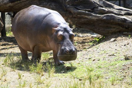 Téléchargez les photos : Hippopotame nageur amphibie vif et peut rester sous l'eau dans le zoo ; Bombay Mumbai ; Maharashtra ; Inde - en image libre de droit