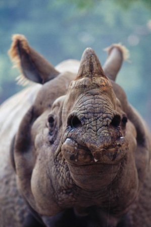 Photo for One Horn Rhinoceros Rhinoceros unicornis , Kanpur Zoo , Uttar Pradesh , india - Royalty Free Image