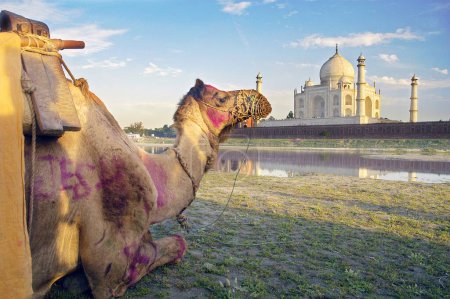 Foto de Riberas de camellos río Yamuna fluyendo Taj Mahal Agra Artista ancestral artístico hermoso cielo azul nubes Color construido 1631 A.D -1648 A.D domos de barcos del desierto doméstico Sueño Mármol exterior famoso longitud completa histórico Horizontal India hito leyenda m - Imagen libre de derechos