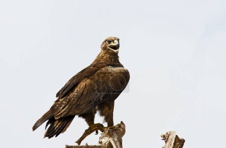 Steppe Eagle in Bikaner at Rajasthan India