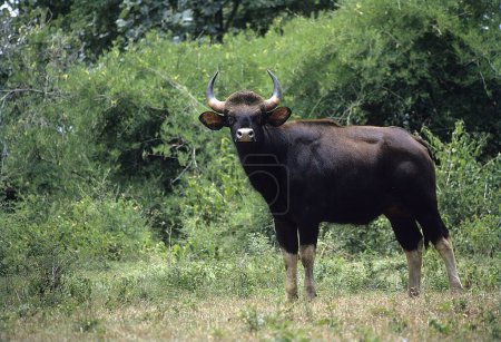 Gaur o bisonte indio (Bos gaurus), santuario de vida silvestre Bandipur, Karnataka, India