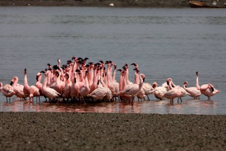 Lesser flamingo, tapi river, Surat, Gujarat, India, Asia