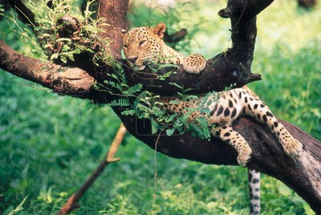 Téléchargez les photos : Léopard Panthera Pardus, Bombay mumbai, maharashtra, Inde - en image libre de droit