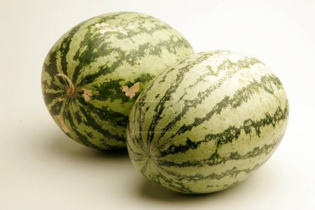 Photo for Fruits ;Two full watermelons with light and dark green stripes watery and red from inside ; Pune; Maharashtra ; India - Royalty Free Image