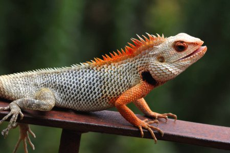 Photo for Chameleon ; Jodhpur ; Rajasthan ; India - Royalty Free Image