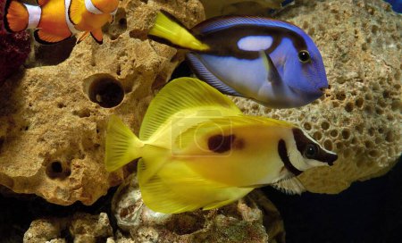 Foto de Peces, Regal Tang y Fox Fish en una pecera - Imagen libre de derechos