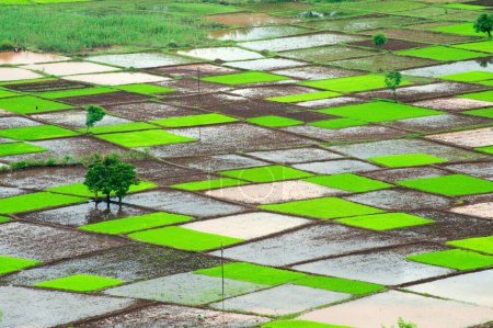 Photo for Paddy rice field in squares pattern in monsoon , Chiplun , Ratnagiri , Maharashtra , India - Royalty Free Image