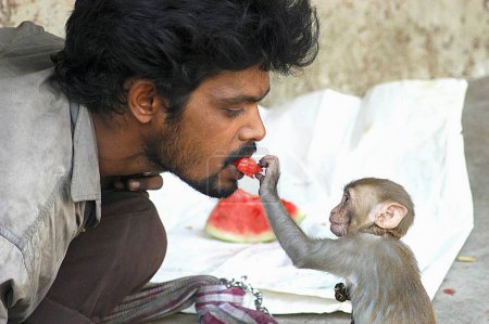 Photo for Monkey feeding watermelon to owner in Hyderabad ; Andhra Pradesh ; India - Royalty Free Image