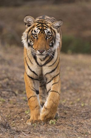 Foto de Tigre de Bengala en el parque nacional de Ranthambhore, Rajasthan, India, Asia - Imagen libre de derechos