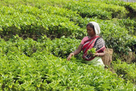 Photo for Woman plucking leaves from tea garden, Assam, India - Royalty Free Image