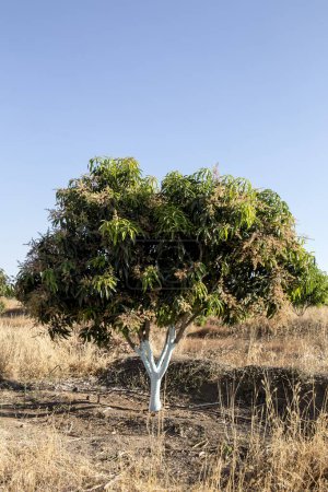 árbol de mango, sangli, maharashtra, India, Asia