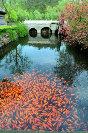 Foto de Estanque lleno de peces de colores en el palacio de Dong-Yang; China - Imagen libre de derechos