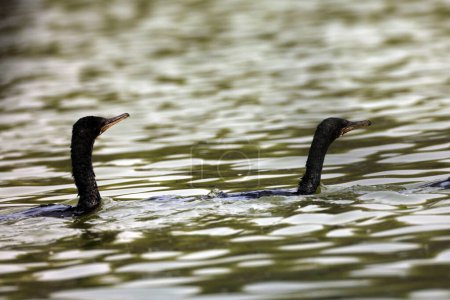 petit cormoran dans le lac de thol, Gujarat, Inde, Asie
