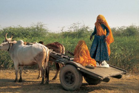 Foto de Carro Bullock, Rajastán, India - Imagen libre de derechos