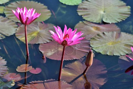 Téléchargez les photos : Deux fleurs de lotus rose avec bourgeon dans l'étang, Nelumbo nucifera, lotus sacré, lotus Laxmi, lotus indien, Chikhli, Navsari, Gujarat, Inde, Asie - en image libre de droit