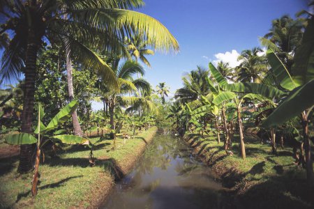 Foto de Plantación de plátanos; Kerala; India - Imagen libre de derechos