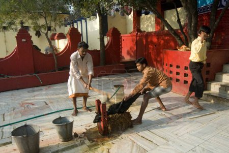 Téléchargez les photos : Sacrifice religieux de chèvre au temple Rajrappa et au temple Maa Chhinna Mastika, Rajrappa ; Jharkhand ; Inde - en image libre de droit