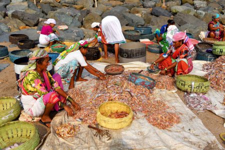 Téléchargez les photos : Femmes pêcheurs triant les poissons, Uttan Beach, Bhayander, Mumbai, Maharashtra, Inde, Asie - en image libre de droit