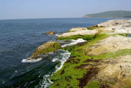 Rocks full of moss and coral thrust inside water ; Arabian sea at Harihareshwar Beach ; Konkan coastal line ; District Raigad ; Maharashtra ; India