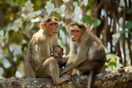 La familia de monos Rhesus (Bonnet Macaque) se encuentra cerca de las cuevas de Elefanta; Bombay Mumbai; Maharashtra; India; Asia