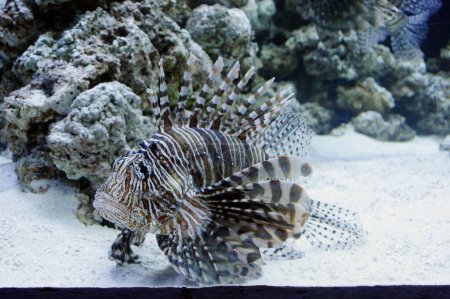 Photo for Fishes from Aquarium Lion fish Pterois Volitans Turkey fish Peacock Lionfish Butterfly Cod - Royalty Free Image