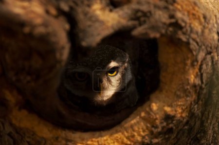 Head shot of a Spotted Owlet Athene brama roosting inside a tree hole in Ranthambhore national park, India
