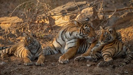 Wilde Tigermutter mit ihren zwei kleinen Jungen im Tigerreservat Ranthambhore, Indien