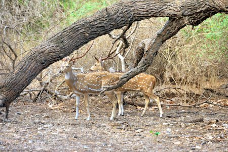 Ciervos en el parque nacional gir, Gujarat, India, Asia
